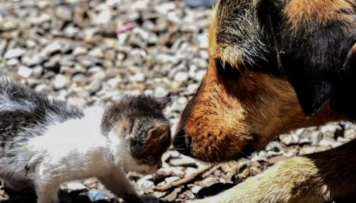 Un chien sauve un chaton tombé à l’eau et sur le point de se noyer en le portant sur son dos