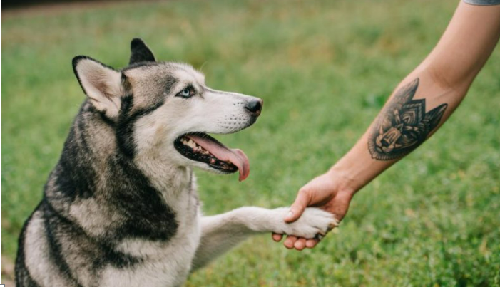 La transformation d’un chiot en un chien extra beau