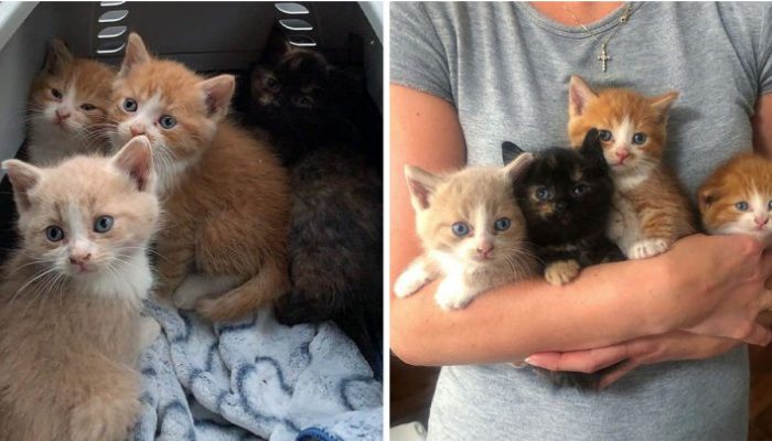 Lorsqu’une famille à l’extérieur du Québec ne pouvait plus s’occuper de ses chats, un refuge local est intervenu pour l’aider