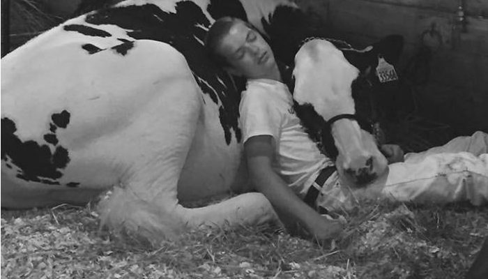 Jetez un autre regard sur l’histoire du fairgoer qui dormait à côté d’une vache