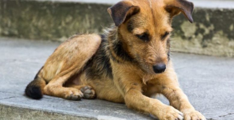 Environ six mois les petits enfants ont nourri ce adorable chiot