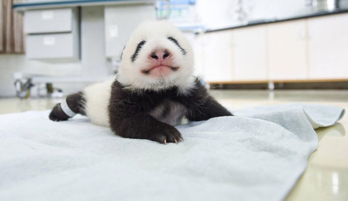 Des photos de ces pandas ont envahi tout media, ils sont si mignons