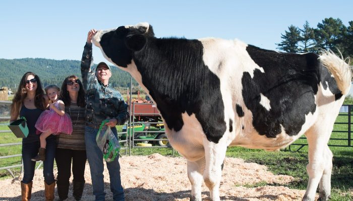 Le record du monde de la plus grosse vache est détenu par cette beauté de 2 000 livres. Un objet comme celui-ci n’a jamais été vu auparavant