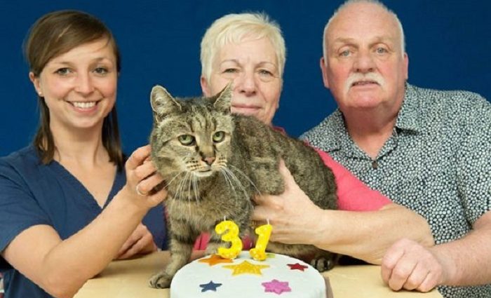 Ce chat a 31 ans, c’est un fait incroyable