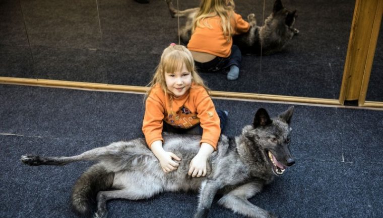 La famille a décidé de prendre le loup comme animal de compagnie et maintenant le gris est considéré comme un membre à part entière de la famille