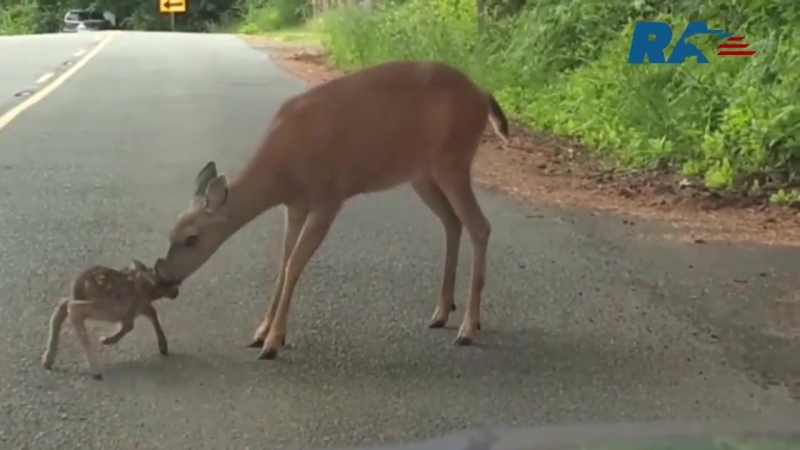 Moment réconfortant, maman cerf sauve un faon gelé de peur sur la route