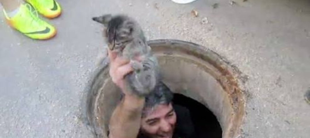 Un homme a sauvé héroïquement un petit chaton en sautant dans un égout pluvial à travers une petite écoutille