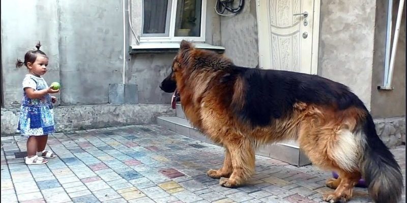 La fille a sauvé un grand chien du marché. Personne ne l’aimait, alors qu’il désirait chaleur et bonheur