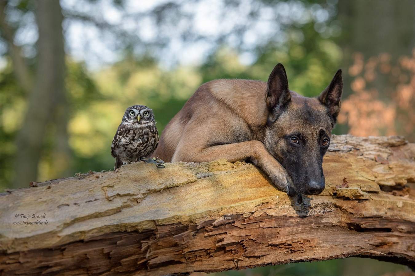 Le petit hibou qui avait besoin de protection