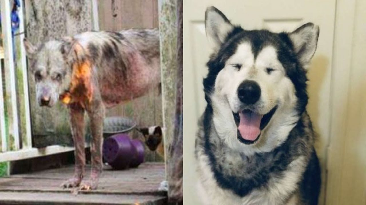 Négligé et maltraité, le Malamute d’Alaska fait un rétablissement incroyable et semble maintenant absolument différent