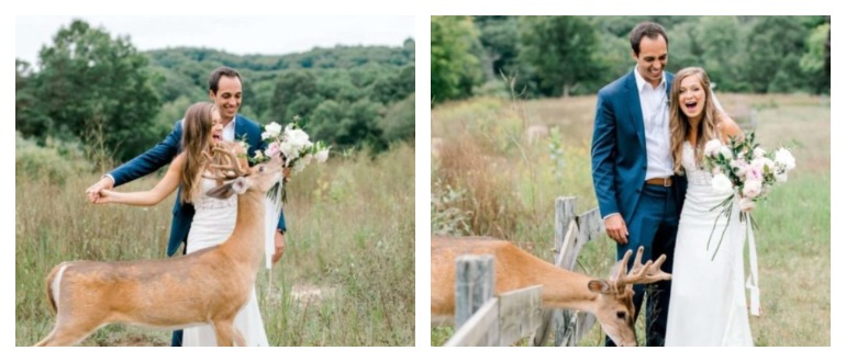 Un cerf sauvage apparaît au mariage d’un couple dans le Michigan et mange le bouquet de la mariée