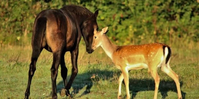 Chaque jour, le cerf venait au champ pour rencontrer le cheval parce qu’il pensait que c’était sa mère