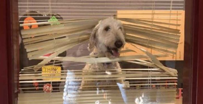 Le chien suit les enfants à l’école, puis la famille reçoit sa photo dans le bureau du directeur