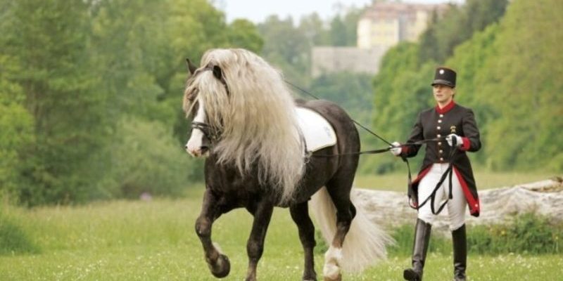 Voici ces merveilleux chevaux allemands dont la vie est en danger