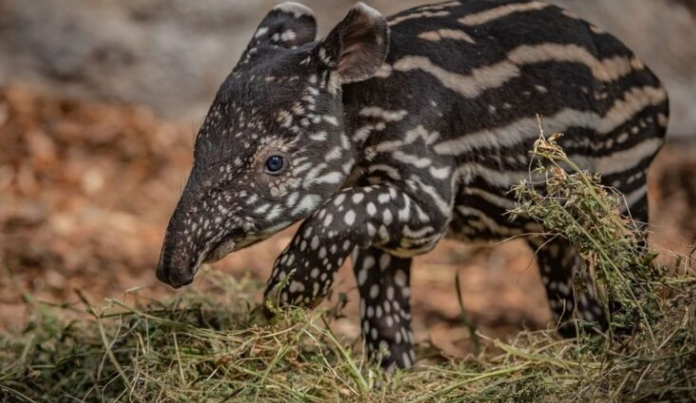 Rony: un tapir malais très rare et extrêmement adorable