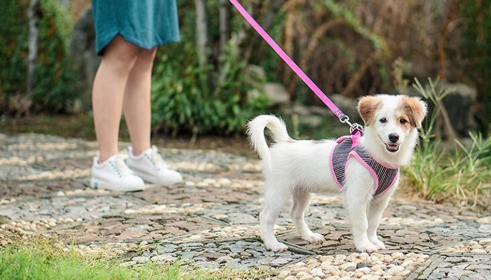 Les 6 exercice à essayer avec votre chien