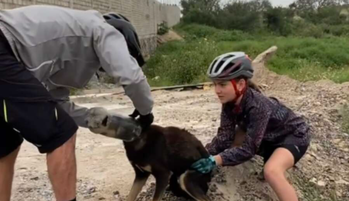 Un chien avec la tête coincée dans une bouteille est si heureux que les gens se soient arrêtés pour le sauver