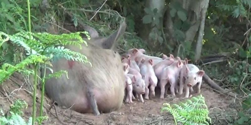 La cochonne enceinte avait un instinct maternel si fort qu’elle s’est enfuie de la ferme