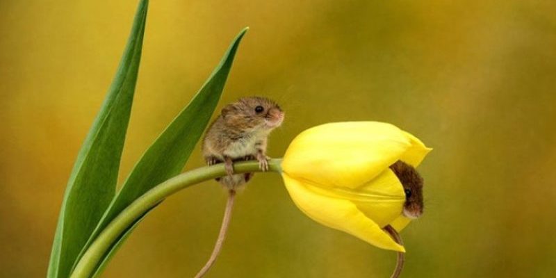 Un photographe prend des clichés de souris photogéniques pataugeant dans les tulipes