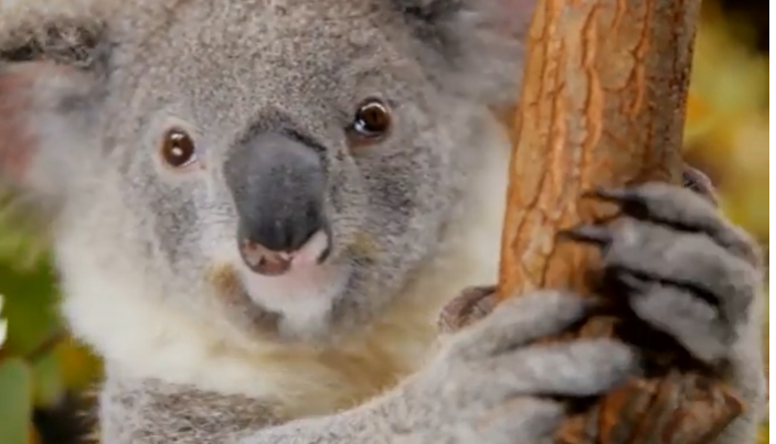 Les koalas sont désormais « fonctionnellement » éteints