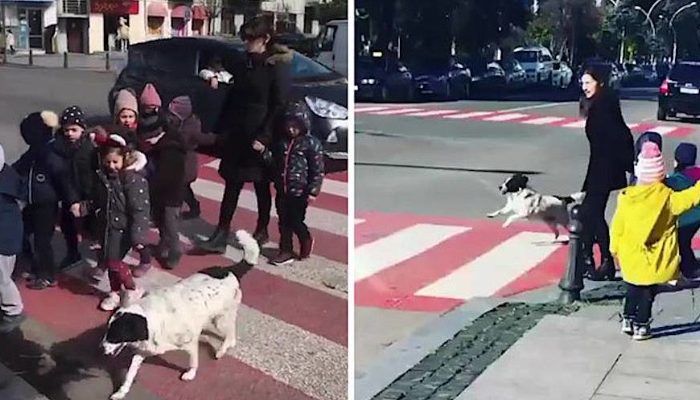 Chaque jour, un chien errant nommé Kuppata aide des enfants en Turquie à traverser la rue