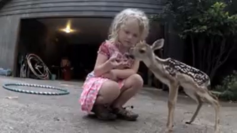 Le petit cerf s’est approché du bébé et a supplié de l’aider. L’enfant n’a pas quitté l’animal