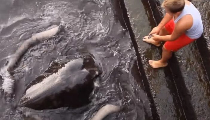 Un garçon va tous les jours au port pour rencontrer son ami Manta Ray