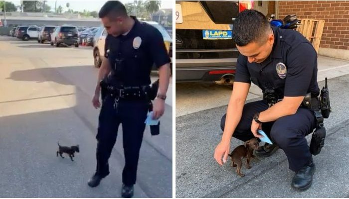 Un petit chien laissé suit désespérément la voiture de police alors qu’ils s’éloignent, suppliant d’être ramassé.