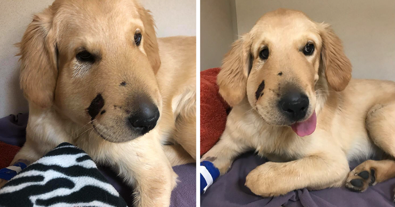 Pour sauver sa propriétaire, le chiot s’est fait mordre par un serpent.