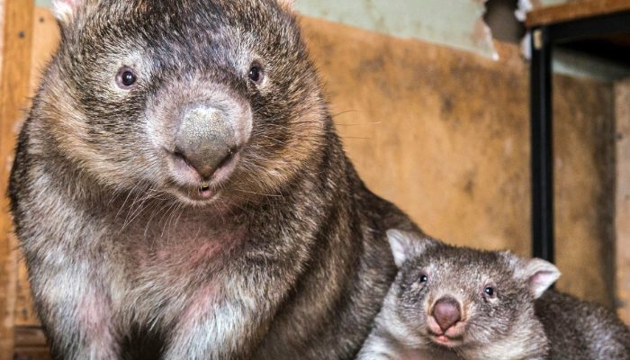 La plus belle chose qui se passe chaque matin: un wombat attend patiemment au pied de son sauveur