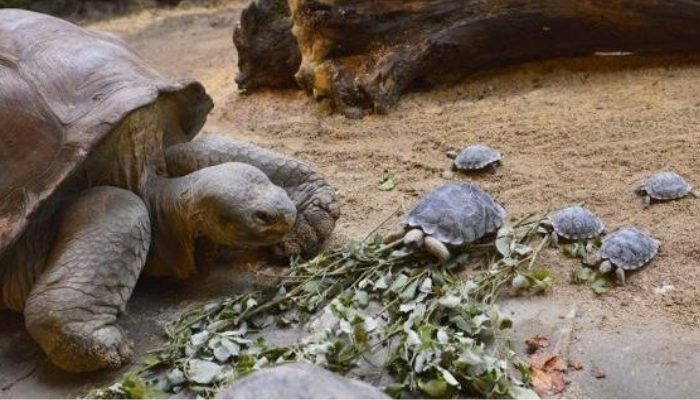 La naissance à un âge avancé est une réalité pour une tortue en voie de disparition