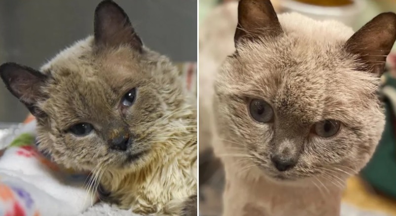 Des passants ont vu un chat avec une apparence particulière dans la rue