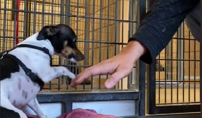 Le chien trouve un foyer plus sûr dans un refuge