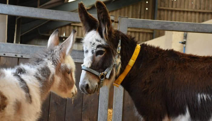 Un jeune âne laissée par sa mère est adopté par le sanctuaire quelques heures seulement après sa naissance par une famille aimante