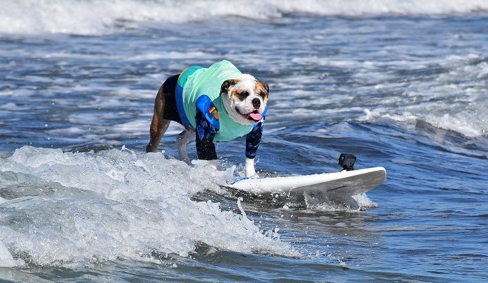 C’est tellement beau et fascinant de voir ces chiens se montrer sur les vagues, ils sont juste un miracle, à la fois beaux et déterminés