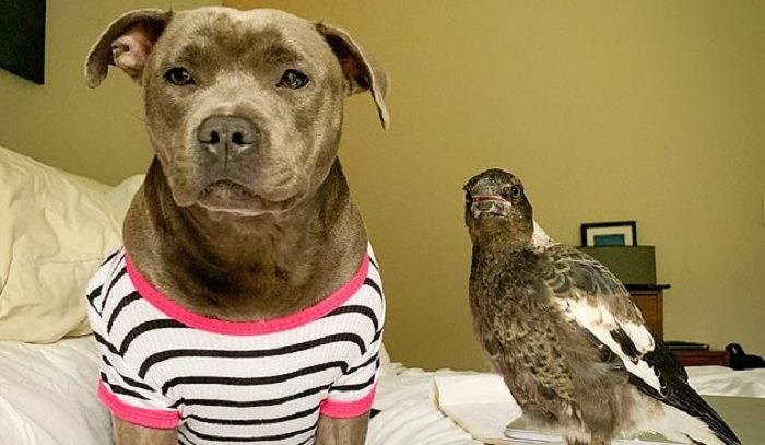 Pitbull Puppy adopte un oiseau et pense qu’il s’agit de sa progéniture