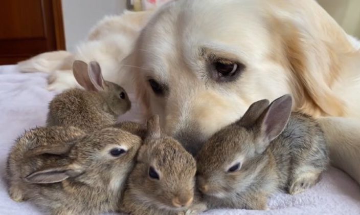 C’est très excitant, ces petits lapins miracles considéraient le chien comme leur père