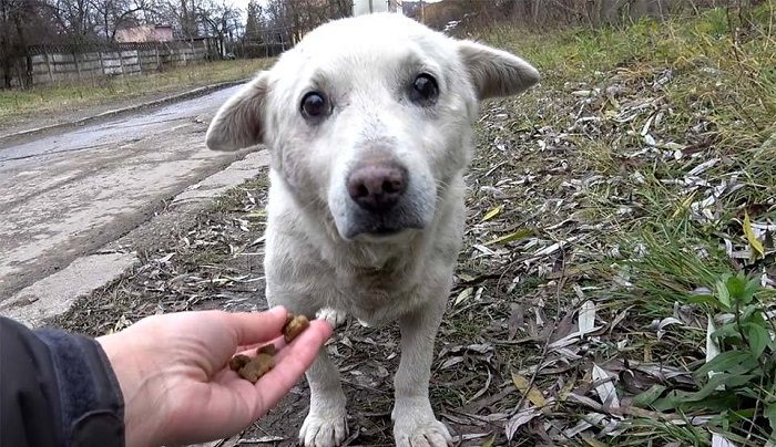 Le chiot perdu a le cœur brisé quand il veut rentrer à la maison mais sa famille l’a rejeté