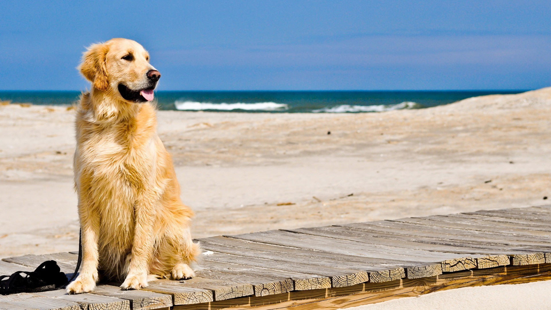 Un Golden Retriever porté disparu depuis 2 semaines, retrouvé en train de nager au large