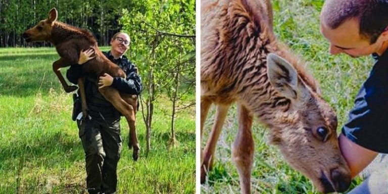 Un jeune homme a sauvé un élan et maintenant elle lui rend visite chaque jour