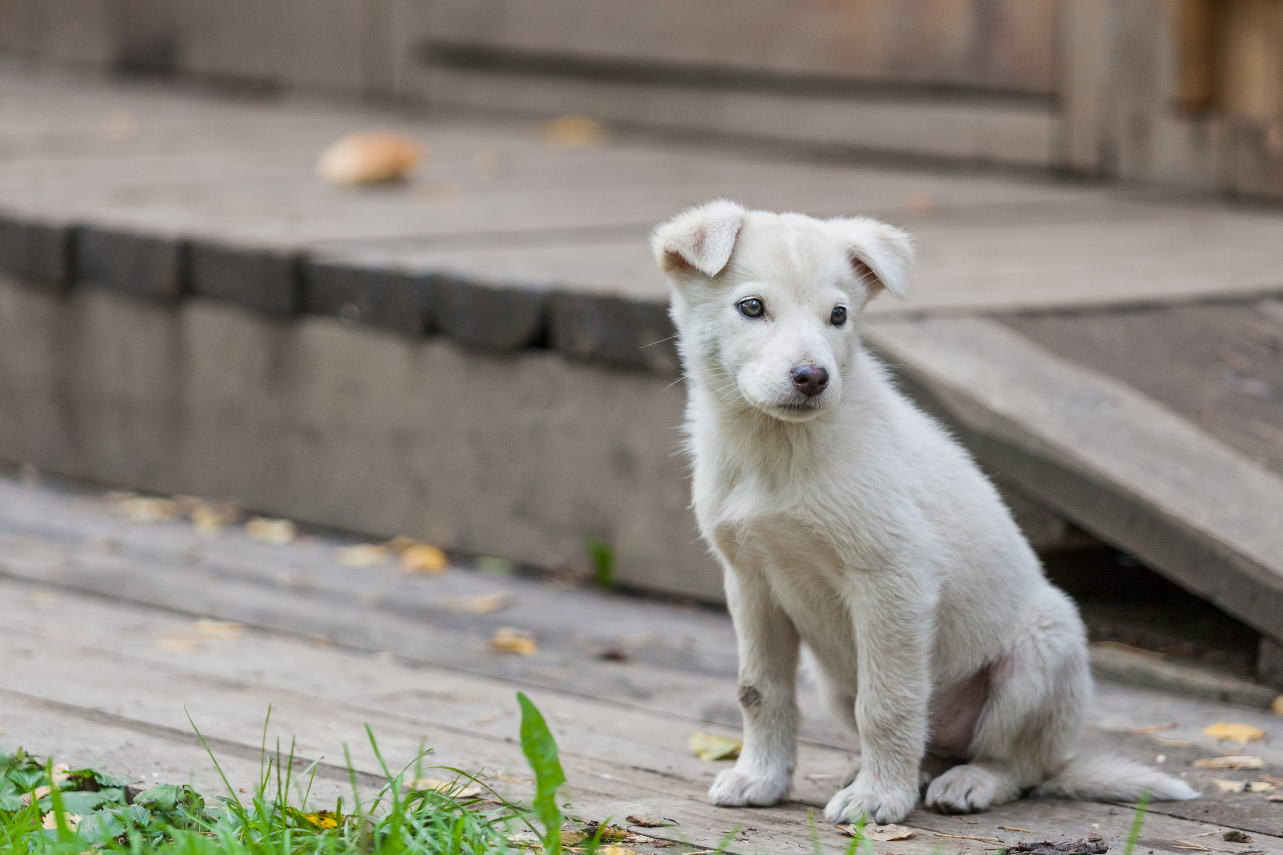 Les députés proposent des amendes aux animaux abandonnés