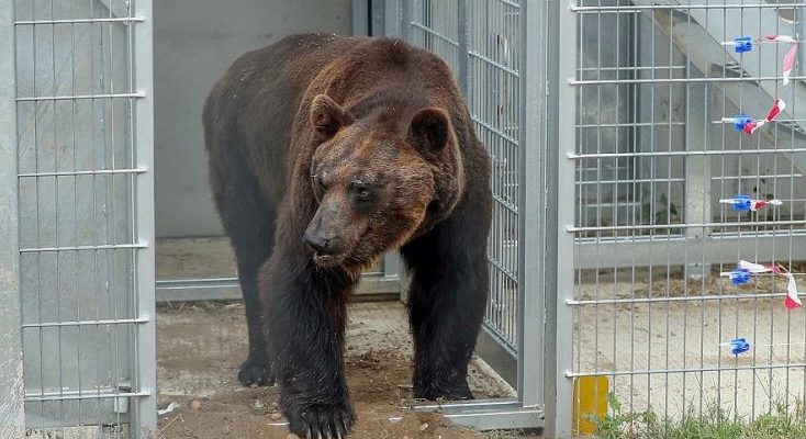 L’ours a passé 17 ans dans une cage et, pour la première fois, il est sorti et a barboté dans l’étang