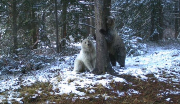 Un ours blanc unique, pris en photo dans le parc national Banff, Canada