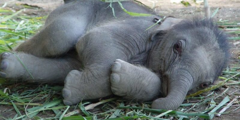 Le bébé éléphant a pleuré pendant 5 heures à cause de la séparation d’avec sa mère, qui a essayé de le tuer