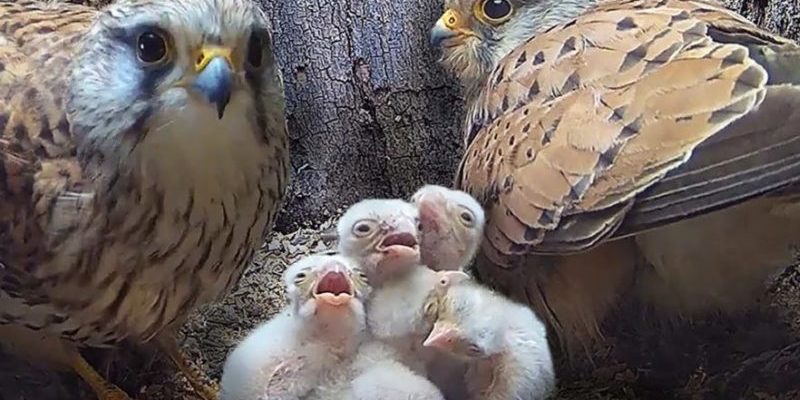 Les parents de Kestrel font un travail incroyable en prenant soin de leurs nouveau-nés