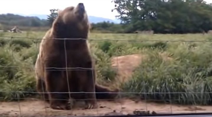 La femme fait signe à l’ours de la voiture, l’ours répond joyeusement