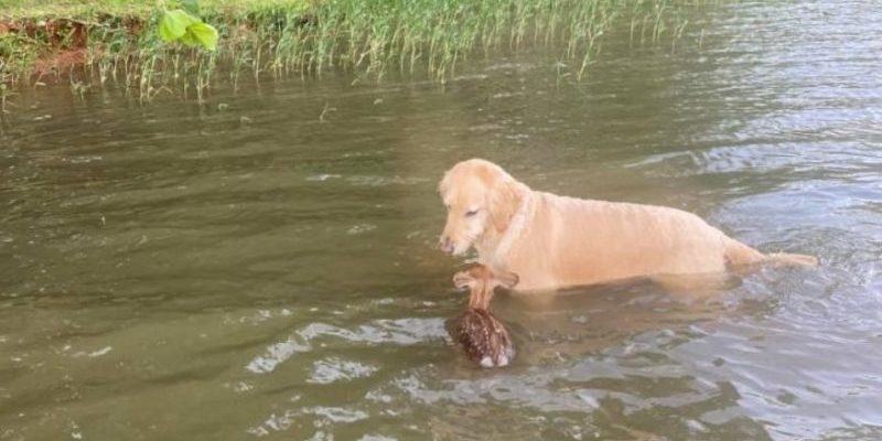 Le chien a sauvé le bébé cerf de la noyade et s’est lié d’amitié avec lui