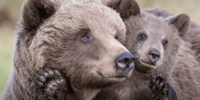 Un pêcheur sauve un ourson