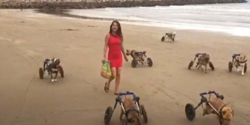 Cette femme marche avec des chiens handicapés sur la plage