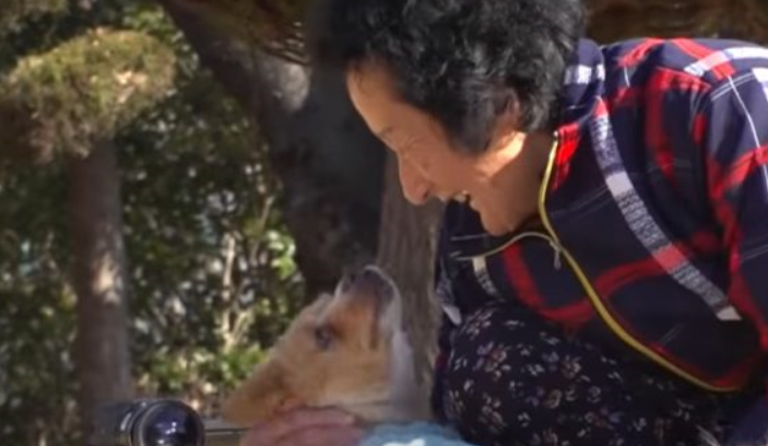 Grand-mère est très heureuse de pouvoir être à nouveau avec le chien paralysé qu’elle a sauvé